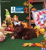 miniature schnauzer puppy posted by Rhonda Wallace